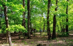 우리나라 3대 전나무 숲길, 국립수목원에도 있다