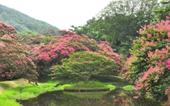[사진] 한폭의 수채화... 배롱꽃 만발한 담양 명옥헌원림