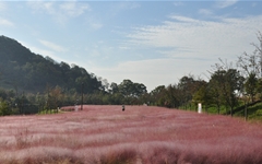 [사진] 완연한 가을... 함안생태공원 핑크뮬리 보세요