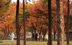 선유도공원, 점점 더 짙어지는 가을 단풍