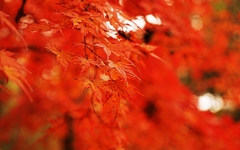 [사진] 대전 중구 사정공원의 가을