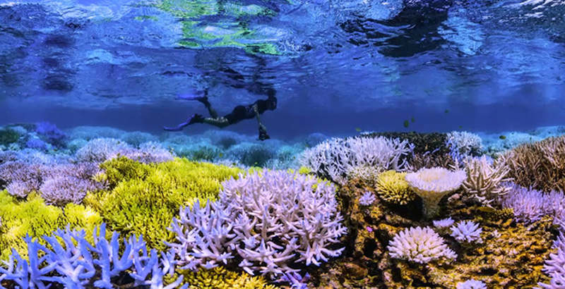 산호 가 사는 환경