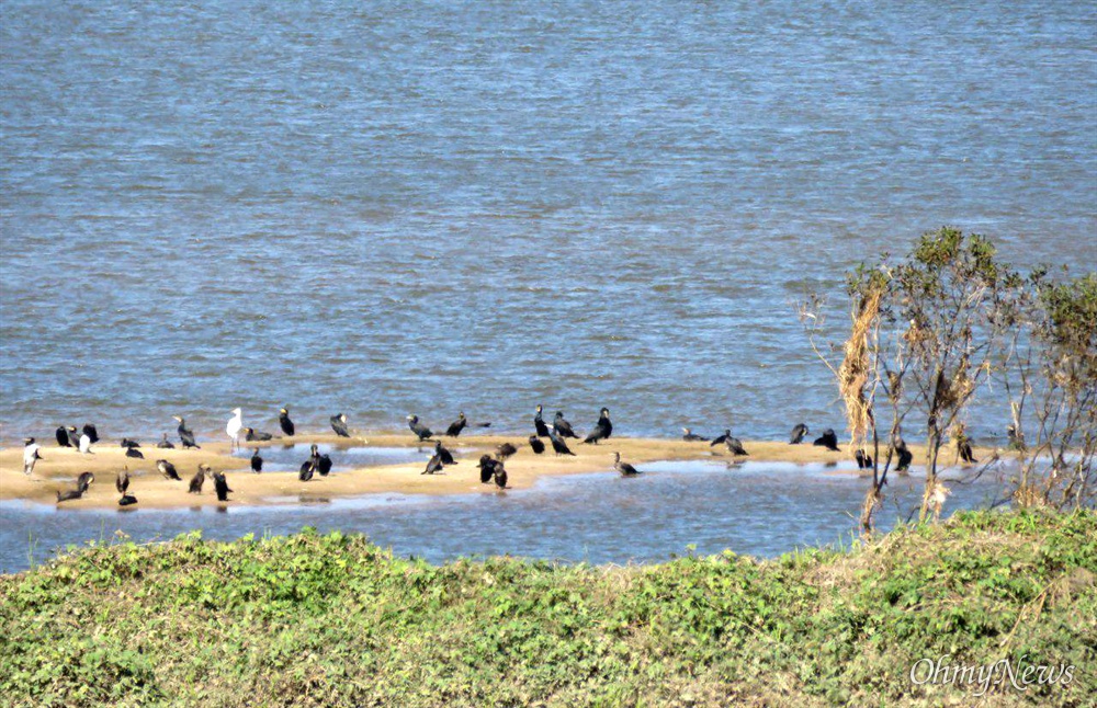 낙동강 창녕함안보 수위가 4대강사업 이후 처음으로 2.2m로 낮춰지자 모래톱이 생겨나면서 새들이 찾아왔다.
