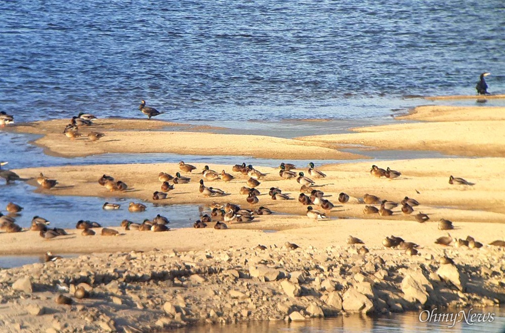  11월 9일 오후, 낙동강 창녕합안보 상류지역인 창녕남지 쪽의 모래톱에 많은 새들이 찾아와 있다.