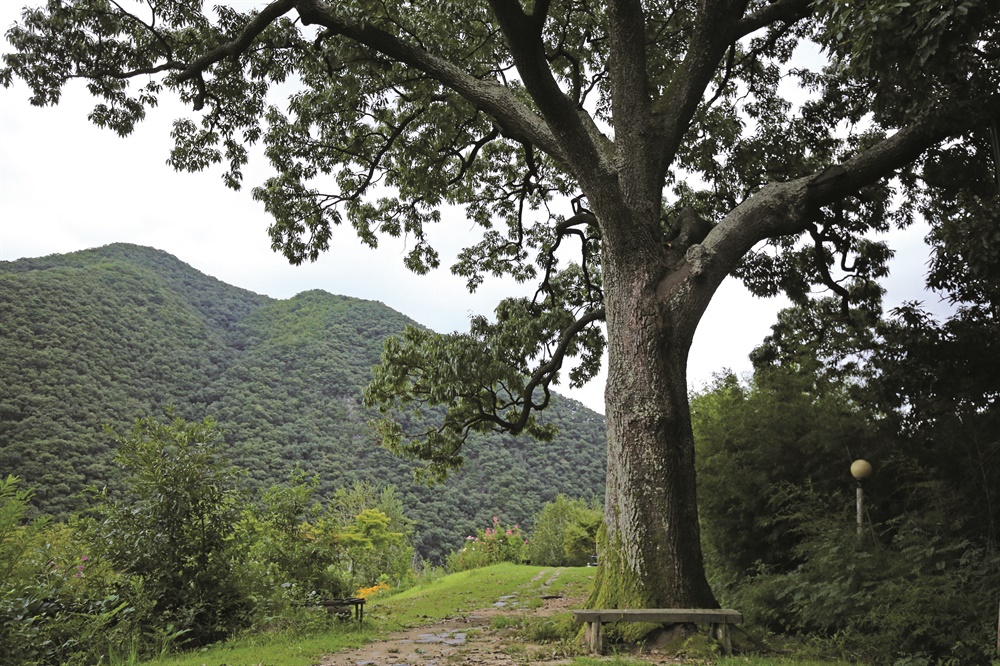  충북 옥천군 안내면 장계리 '뿌리깊은나무'에 있는 상수리나무.