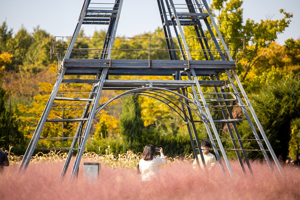  드림파크 야생화단지를 전국적 명소로 만들어준 1등공신 '핑크뮬리 꽃밭'에 많은 관광객들이 모여들고 있다.
