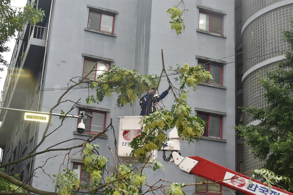 지난 23일 낮 경기도 안산시 단원구 외동의 한 아파트에서 번개를 맞은 나무가 차량 위로 쓰러져 안산소방서에서 출동해 나뭇가지를 제거하고 있다. 