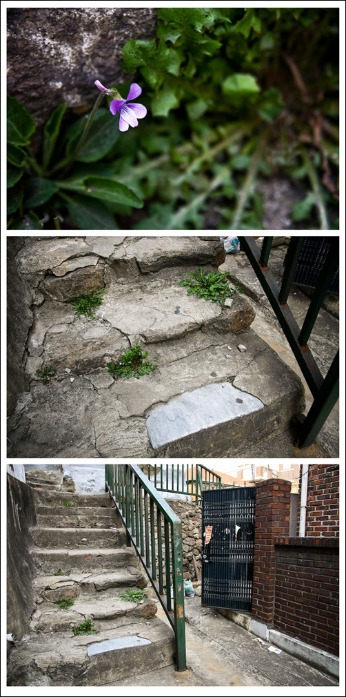 한 줌 흙만 있으면 어디든 꽃은 핀다. 오래된 계단이 새 계단보다 좋은 이유다.
