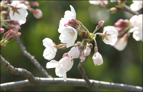 봄을 가장 봄답게 만들어주는 꽃 '벚꽃'. 향기가 없는 게 흠이지만 눈과 마음으로 감상하기에 제격이다.