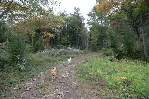 산나물이 지천으로 자라고 있는 백아산 숲길. 그 길을 따라 김씨의 개 두 마리가 걸어내려오고 있다.