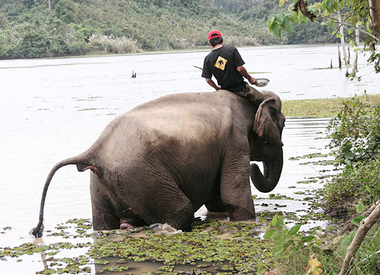 라오스 싸이냐부리 코끼리 보호센터에서 코끼리를 목욕시키고 있는 모습. 
