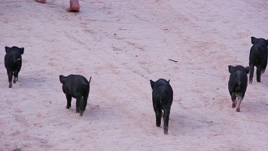 라오스의 토종 돼지들. 50cm 정도의 크기다. 