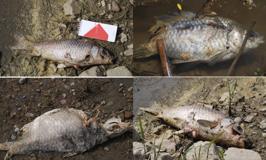 금강 어딜 가든, 가는 곳마다 죽은 물고기가 썩어 악취가 풍겼다. 
