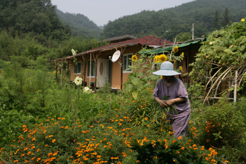김영희 씨가 집 마당에서 풀을 뽑고 있다. 꽃과 풀이 함께 어우러져 살고 있는 마당이다.
