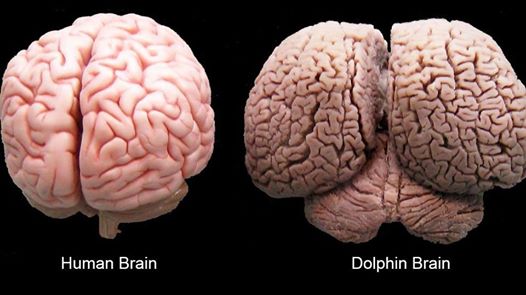 인간과 돌고래의 두뇌 크기를 비교한 사진이다. 시셰퍼트의 폴 왓슨 선장 페이스북에 올라와 있다. 인터넷에 검색을 해보면 이 사진말고도 인간의 뇌와 돌고래의 뇌를 비교한 비슷한 사진들이 많이 있다.