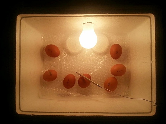 마트 계란이 병아리로...진짜 되네요 - 오마이뉴스 모바일