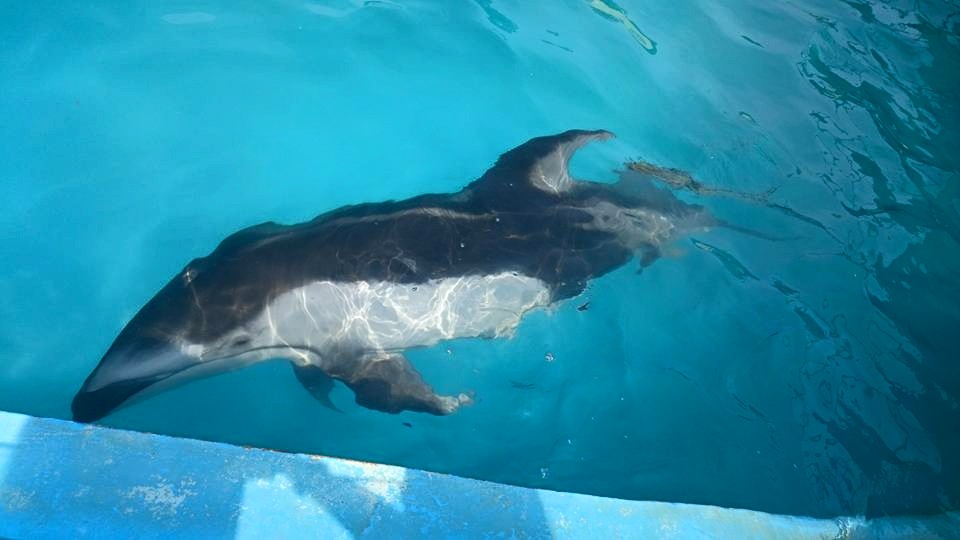 낫돌고래는 동해안에도 약 3천 마리 서식하고 있는 보호종 돌고래입니다