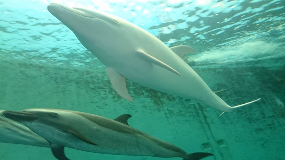 다이지 앞바다에서 무리들과 자유롭게 헤엄치다 2014년 1월 포획돼 수족관 신세가 된 알비노 큰돌고래 앤젤이 다이지 해양수족관에서 정형행동을 보입니다.