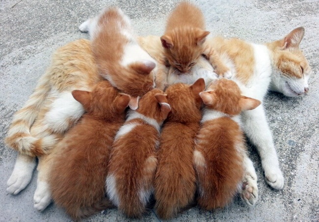 지인 집에 고양이 새끼 여섯 마리가 태어났습니다. 어... - 오마이뉴스 모바일