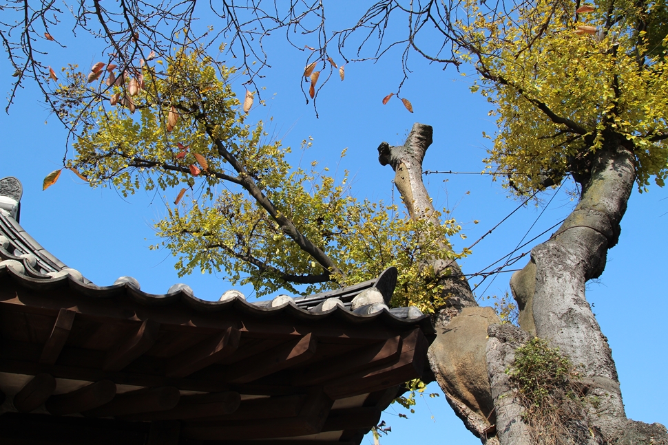 나주목사 내아의 오백년 된 팽나무 잎이 갈바람에 흩날린다.
