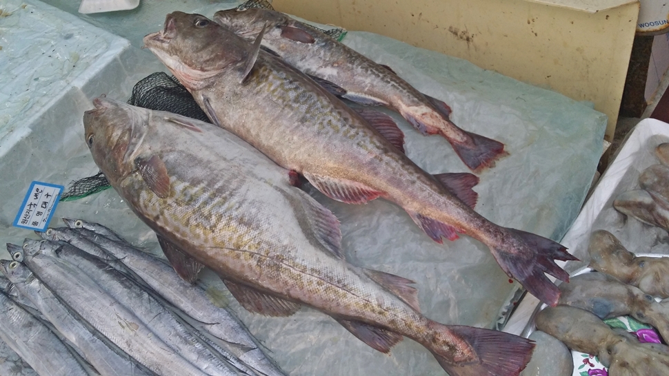 여수 진남시장 내에 있는 화양수산의 생물 대구다. 생선의 생물 가격은 매일 다르다.
