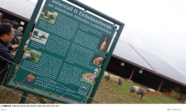  슈베비쉬할 농민생산조합 창업자인 르돌프 뷔러 회장의 돼지 농장