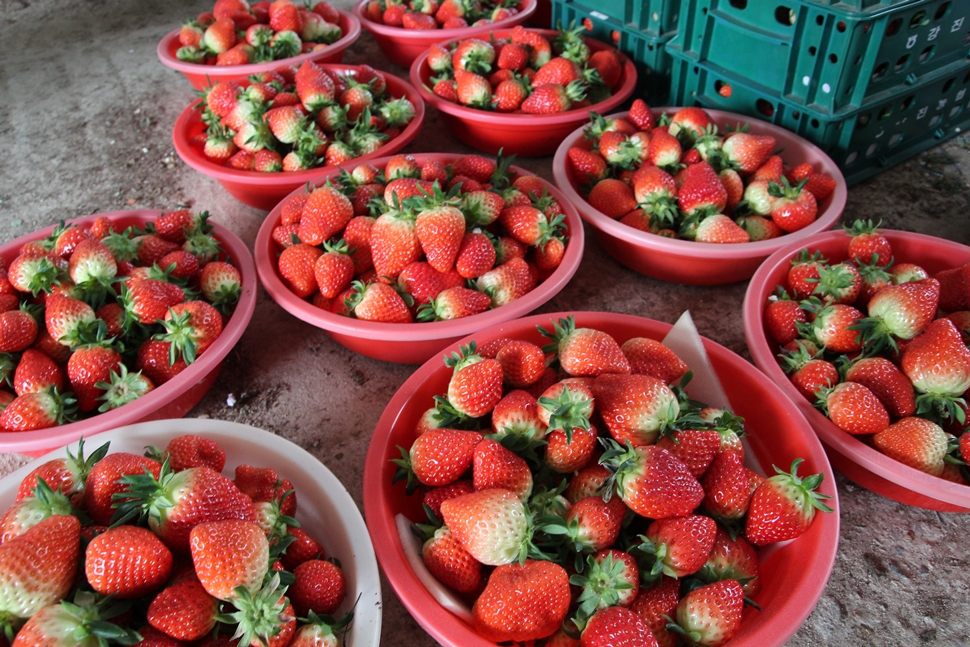 수확한 딸기는 목포원예농협 경매를 통해 출하한다.

