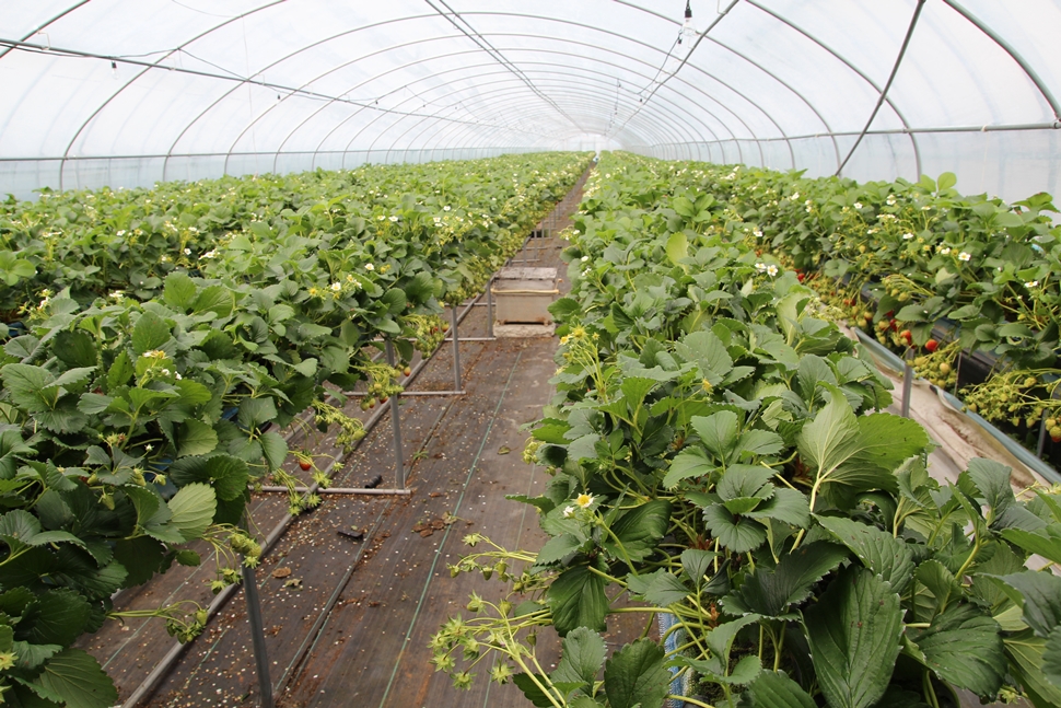  딸기 재배시설은 4개동으로 2,843m2(860평)다. 

