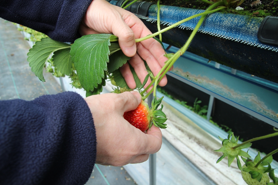  잘 익은 딸기는 줄기에서 90도 꺾어서 딴다. 
