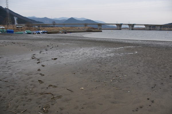  강물을 빼자 모습을 드러낸 거대한 뻘밭. 낙동강은 지금 강 전체가 이렇게 썩은 펄로 뒤덮여 있다. 