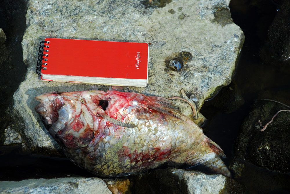  물고기 산란기인 3월. 갑자기 빠진 물의 영향인지 곳곳에서 죽은 물고기가 발견되었다.