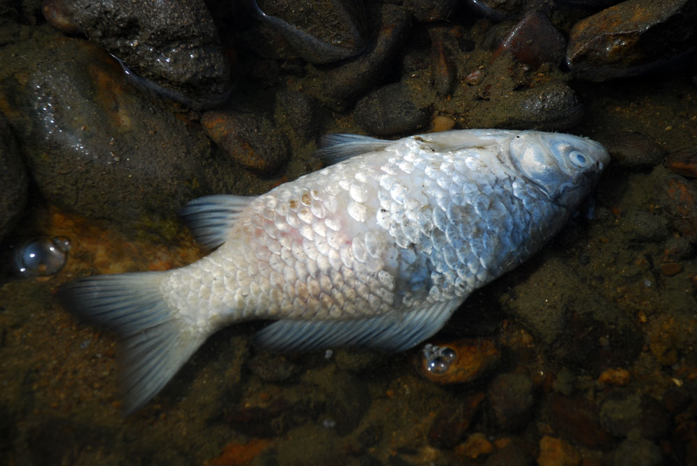  물고기 산란기인 3월. 갑자기 빠진 물의 영향인지 곳곳에서 죽은 물고기가 발견되었다.