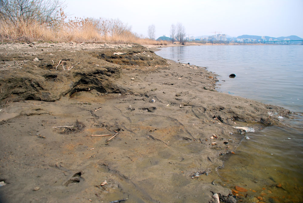  4대강 사업으로 흐름이 사라진 강변은 온통 뻘밭이다. 쌓인 펄층이 1m가량 되었다.