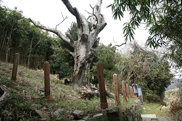  예작도 감탕나무는 수령 300년, 높이 15m, 둘레 2.7m에 이르러 한국에서 가장 큰 감탕나무로 천연기념물 제338호이다. 몇년전부터 세력이 급격히 약화돼 외과수술치료 중이다. 마을에서는  할머니 당산나무로 해마다 당산제를 지낸다  