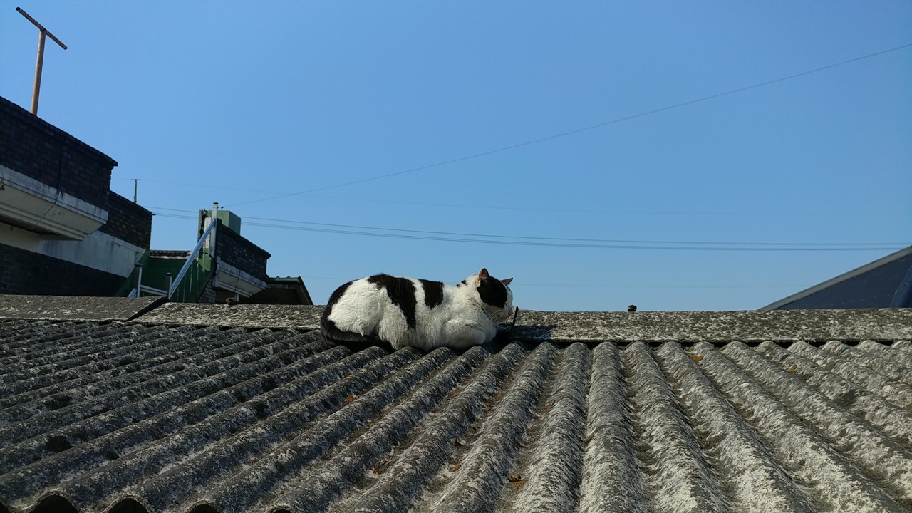 고양이 지붕에서 해바라기 하며 졸고 있는 고양이