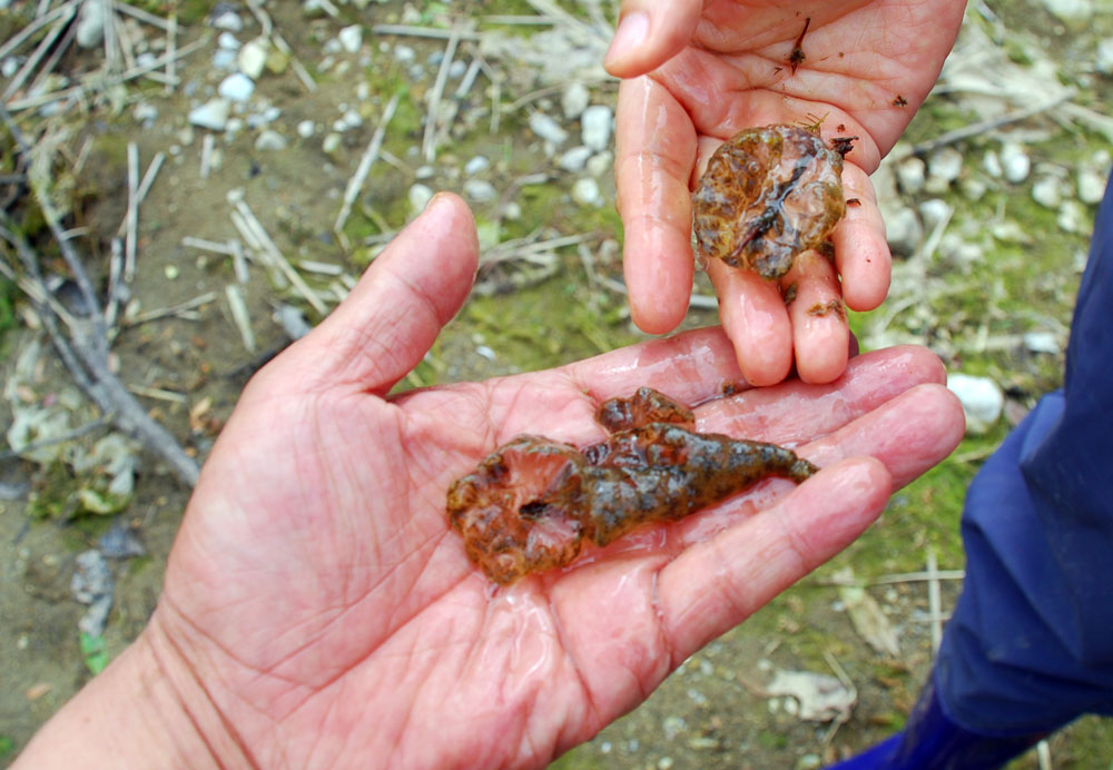  금강 본류에 합류하는 유구천의 건강한 수질 때문인지 주물러본 큰빗이끼벌레는 물비린내만 났다.