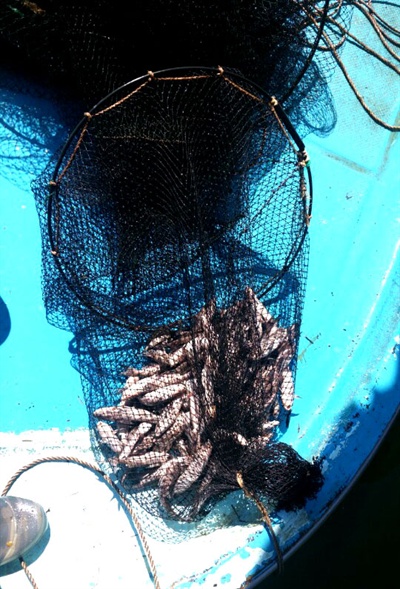  낙동강경남네트워크는 지난 27일 어민이 낙동강 합천창녕보와 창녕함안보 사이에 있는 박진교 하류 1km 지점에서 걷어 올린 그물에서 물고기가 폐사해 있었다고 밝혔다.