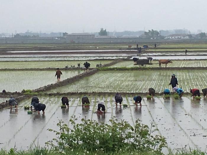 2017년 5월 23일 북한시간 오전 10시 6분 (한국시간 오전 10시 36분) 평안남도 안주에서는 비가 내리는 가운데 농부들이 모내기를 하고 하고 있습니다 