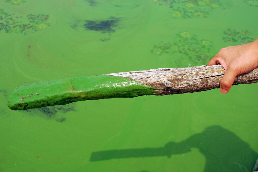 버려진 막대를 강물에 담갔더니 녹색으로 물들었다.