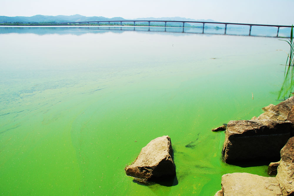  부여군과 익산시를 연결하는 웅포대교에서 바라본 강물이 온통 녹색 빛이다.