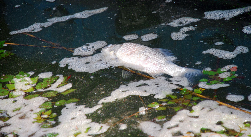  녹조 알갱이가 가득한 강물에 죽은 물고기가 둥둥 떠다닌다.