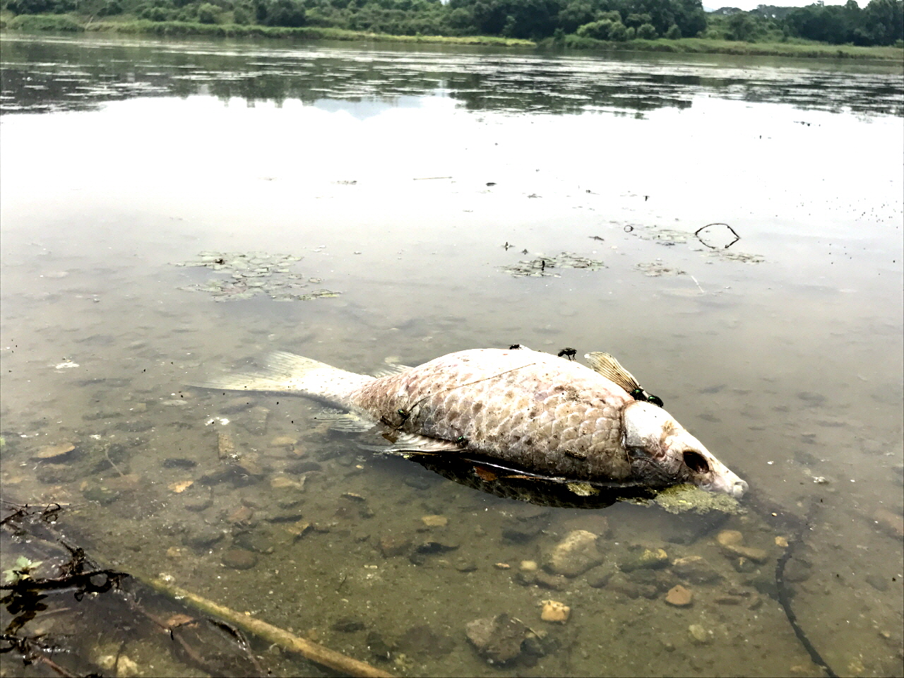 쌍신공원에서 죽은 물고기 .