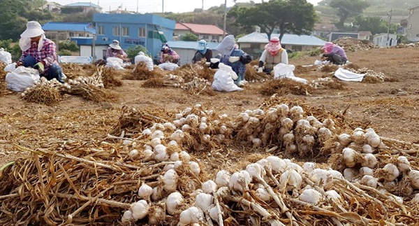 (태안=연합뉴스) 육지에서 5㎞가량 떨어진 태안 가의도에서 주민들이 제철을 맞은 육쪽마늘을 수확하고 있다(자료사진).