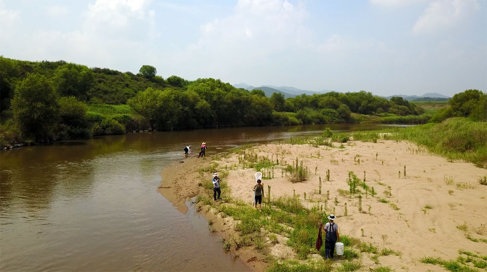  장맛비가 그치고 맑은 강물이 흐르는 지천에서는 주민들이 물고기잡이에 나서고 있다.