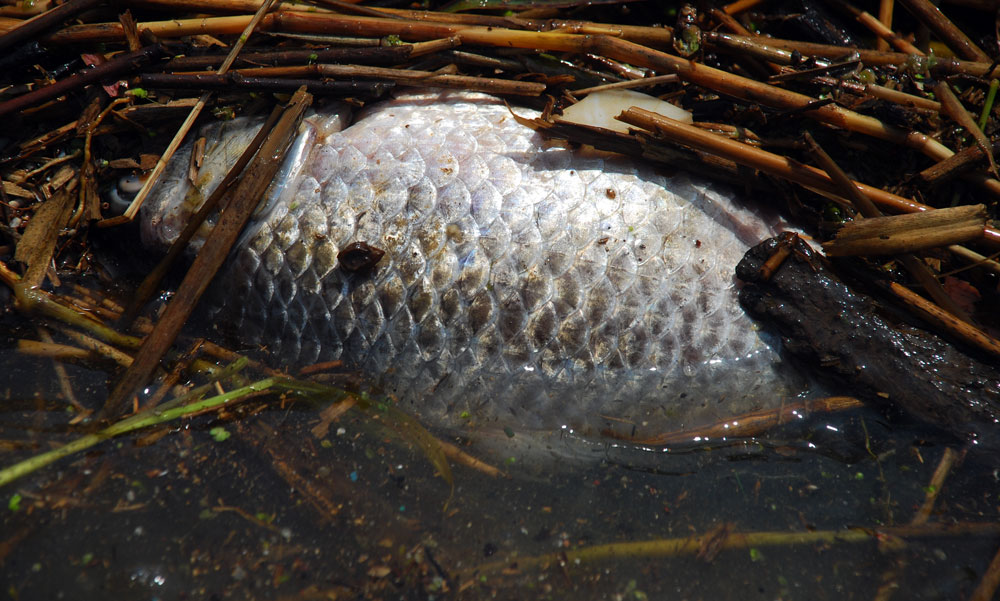 공주보 상류 강물에 둥둥 떠다니는 쓰레기더미 속에서 죽은 물고기가 썩어가고 있다.