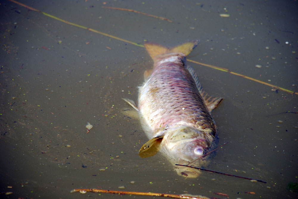  공주보 상류 강물에 둥둥 떠다니는 쓰레기더미 속에서 죽은 물고기가 썩어가고 있다.