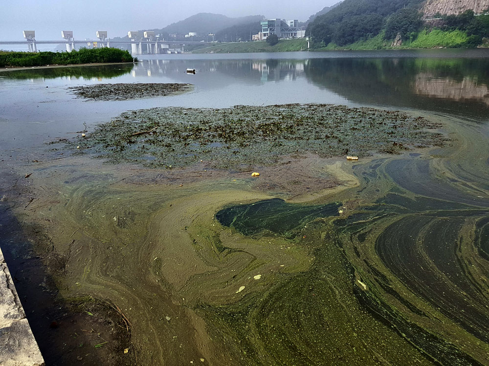  9일 오전 9시에 찾은 공주보 상류 수상공연장 강물에 녹조가 창궐하여 녹색 그림을 그려 놓은 듯하다. 