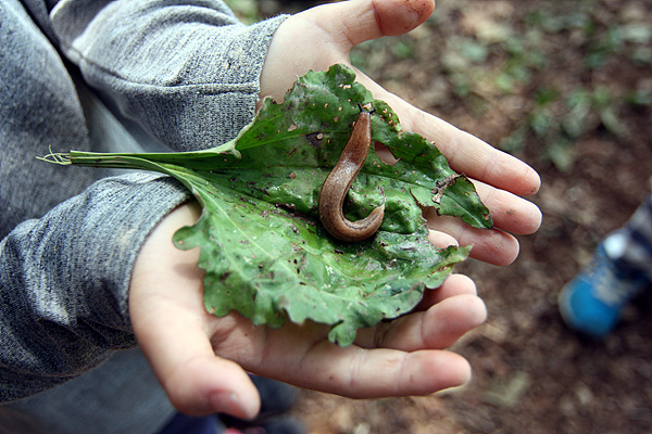  나뭇잎에 달팽이가 있다며 가지고 와서 자랑하는 아이의 손 모습