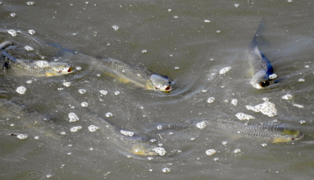  물속 용존산소가 부족해서인지 물고기들이 머리를 내밀고 가쁨 숨을 몰아쉬고 있다. 