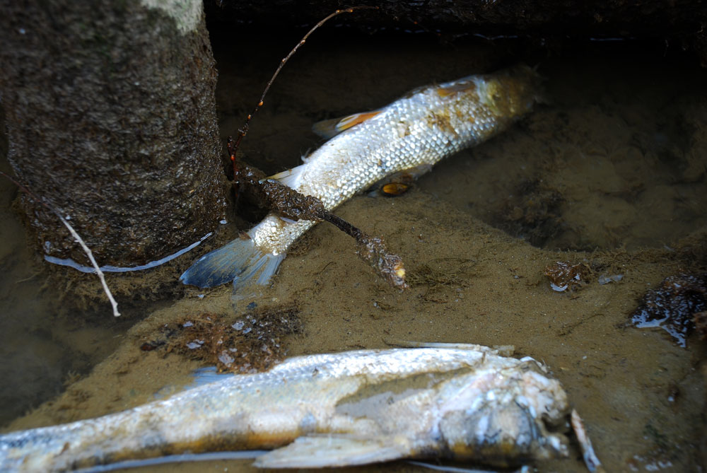 세종보 어도에 갇힌 물고기들이 죽어가고 있다. 